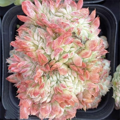 Rose Moon Shadow Embellishment crested (9cm Pot) - Succulent