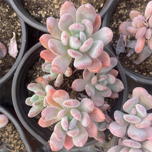 70 Clustering (12cm Pot) - Succulent