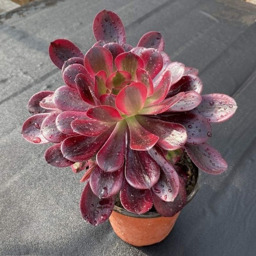 Caput-Medusae variegate (25cm Pot) - Succulent