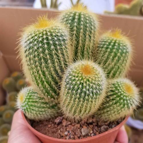 Parodia leninghausii Clustering (9cm Pot) - Succulent