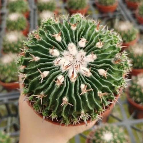 Stenocactus multicostatus (Hildm.) (12cm Pot) - Succulent