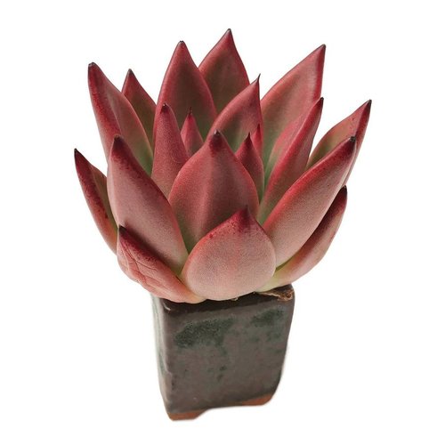 Robin Hood (9cm Pot) - Succulent