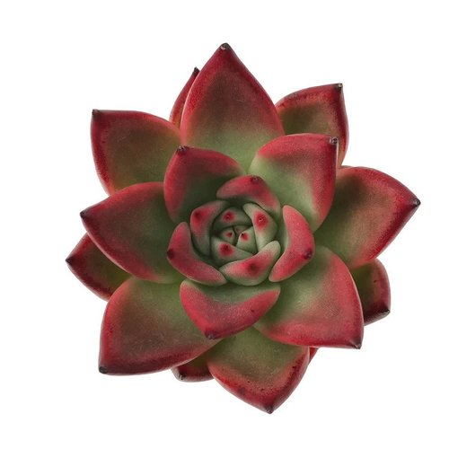 Robin Hood (9cm Pot) - Succulent