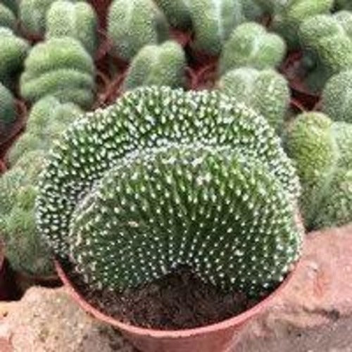 Blossfeldia liliputana Werderm.Clustering (9cm Pot) - Succulent