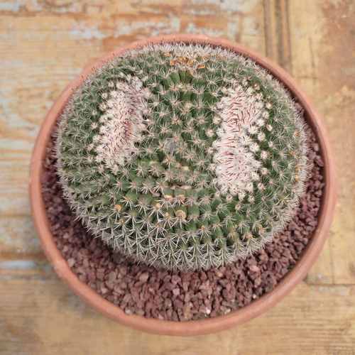 Mammillaria hahniana Clustering (19cm Pot) - Succulent