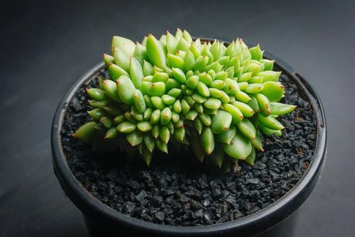 Bohemia Crist (12cm Pot) - Indoor Plant