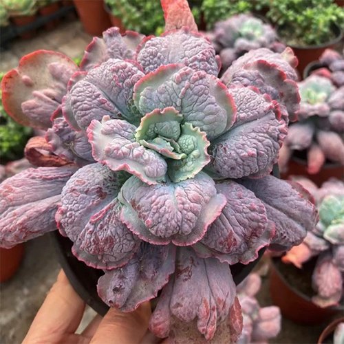 Echeveria Baron Bold (9cm Pot) - Succulent