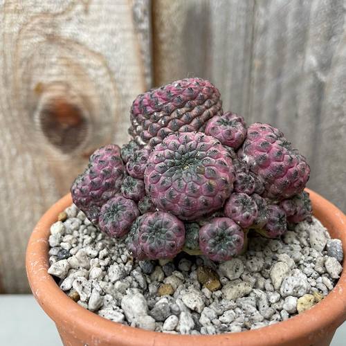 Rebutia rauschii red Clustering (9cm Pot) -Succulent