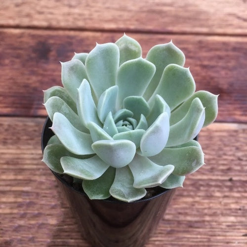 Lucinda (6.5cm Pot) -Succulent