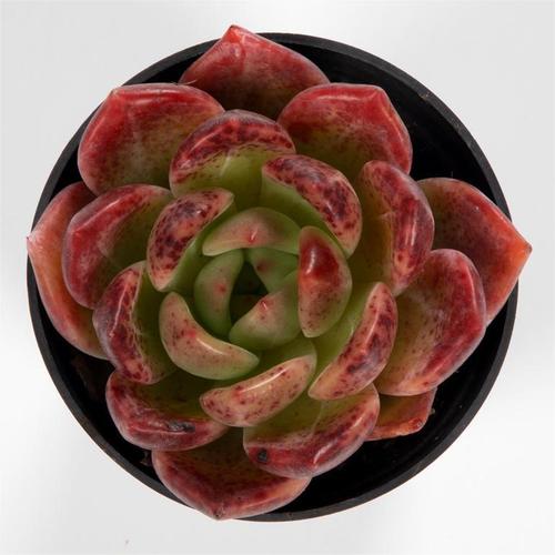 Q Orange (6.5cm Pot) - Succulent