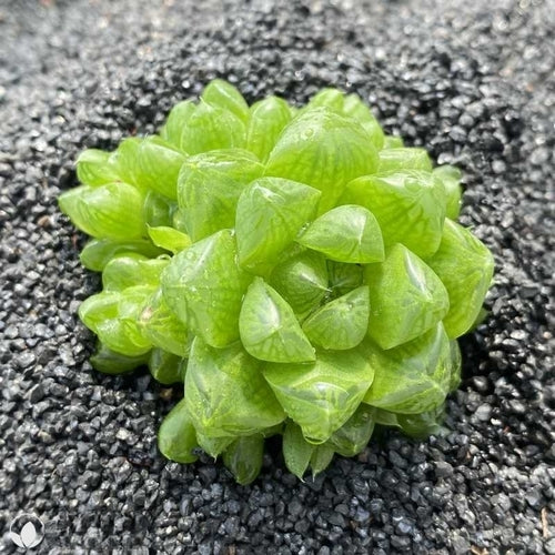 Haworthia cymbiformis (6.5cm Pot) - Succulent