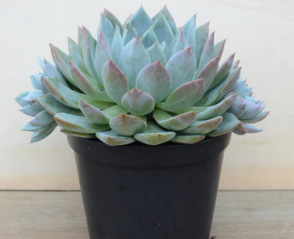 Passion of love (9cm Pot) - Succulent