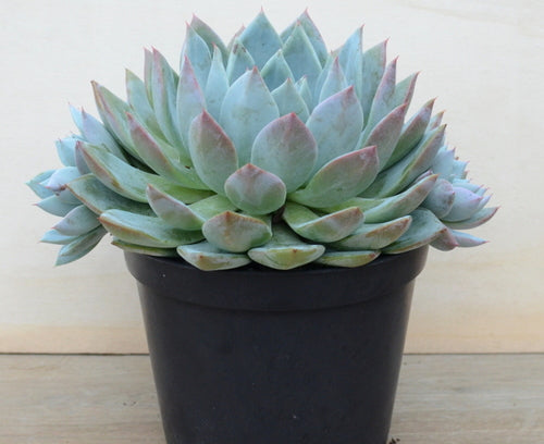 Passion of love (9cm Pot) - Succulent