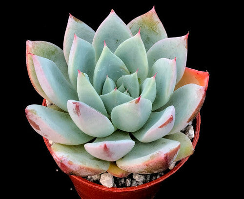 Passion of love (9cm Pot) - Succulent