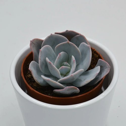 Gila (9cm Pot) - Succulent