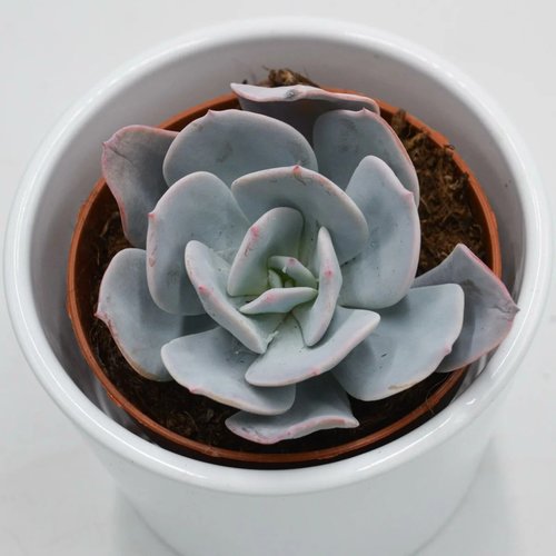 Gila (9cm Pot) - Succulent