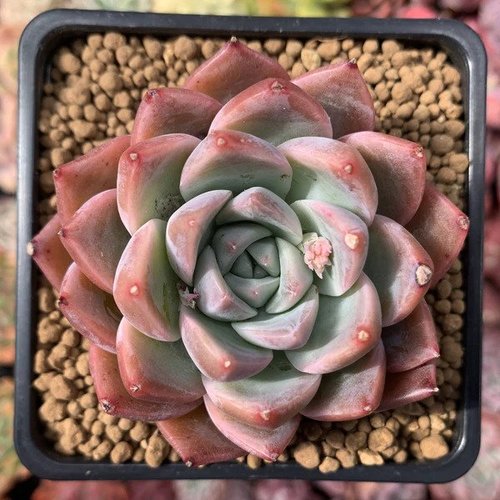 Alba Beauty Clustering (9cm Pot) - Succulent