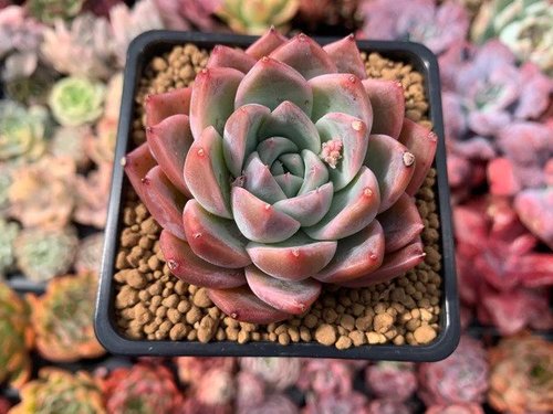 Alba Beauty Clustering (9cm Pot) - Succulent