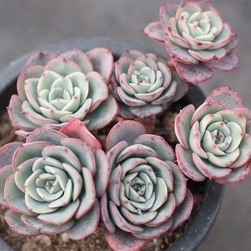 Echeveria Makino (9cm Pot) - Succulent