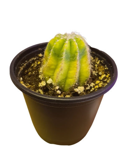 Notocactus magnificus Variegata (12cm Pot) - Succulent