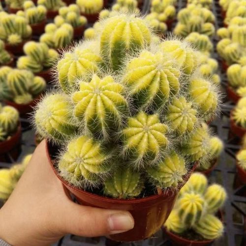 Notocactus magnificus Clustering (12cm Pot) - Succulent