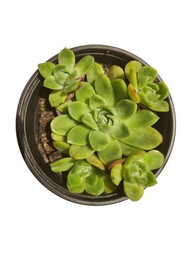 Yu-Huai Clustering (15cm Pot) - Succulent