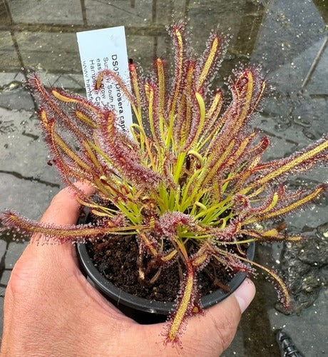 Cape Sundew