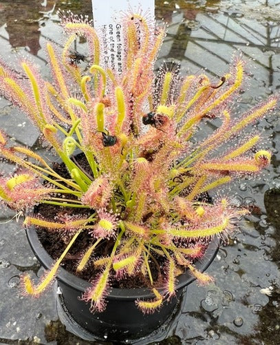 Drosera Capensis 'Alba'