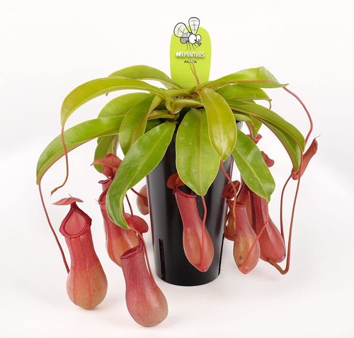 Asian Pitcher Plant (9 flowers)