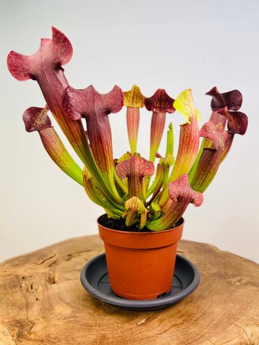 white-topped pitcher plant