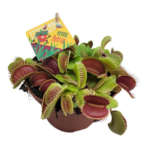 Venus Fly Trap