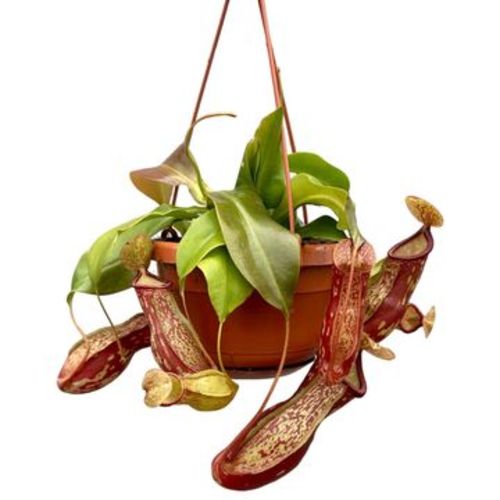 Asian Pitcher Plant (9 flowers)