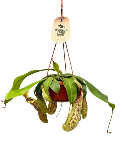 Pitcher Plant