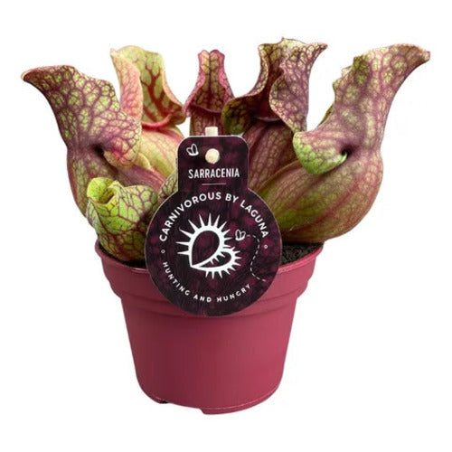 Purple Pitcher Plant