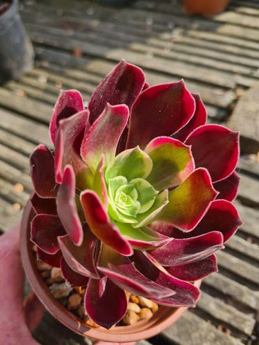 Caput-Medusae variegated (9cm Pot) - Succulent