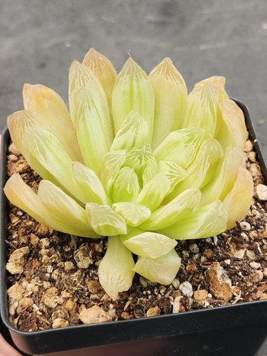 Haworthia cymbiformis f. Clustering (9cm Pot) - Succulent