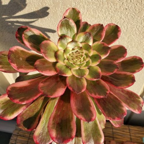 Sweet Tea Variegated (25cm Pot) - Succulent