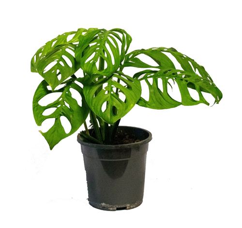 Monstera Esqueleto