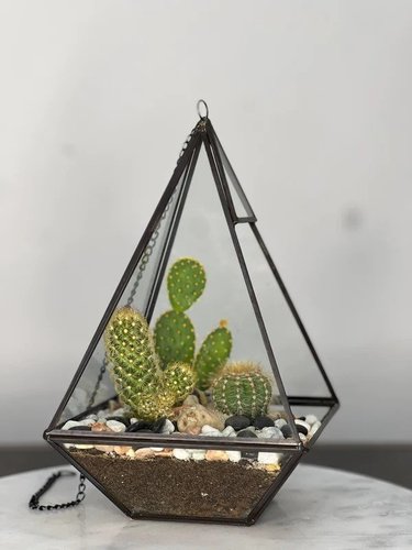 Cactus Terrarium #1