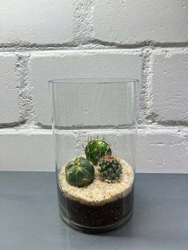 Cactus Terrarium #3