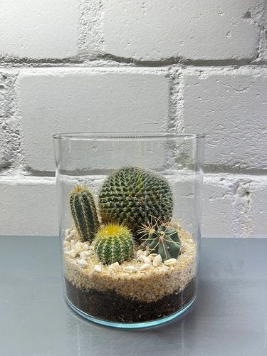 Cactus Terrarium #4