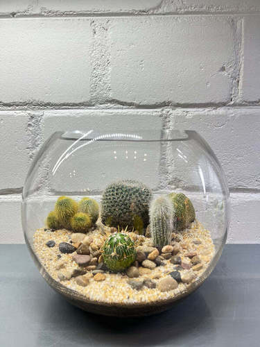 Cactus Terrarium #5