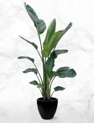 Strelitzia Nicolai (Special 120cm) - Indoor Plant