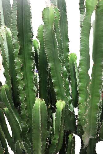 Euphorbia Eritrea (185cm) - Indoor Plant