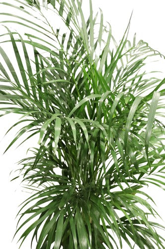 Areca Palm - Indoor Plant