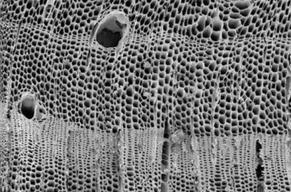 BioChar - Soil Amendment & Conditioner