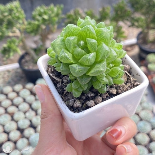 Haworthia cymbiformis (6.5cm Pot) - Succulent