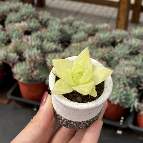 Haworthia cymbiformis f. variegata (6.5cm Pot) - Succulent