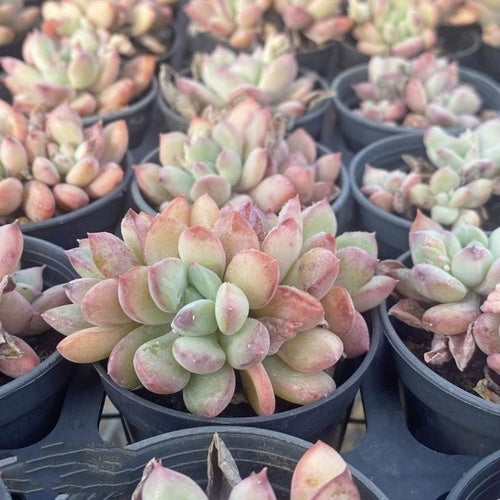 Mittal Clustering (9cm Pot) - Succulent