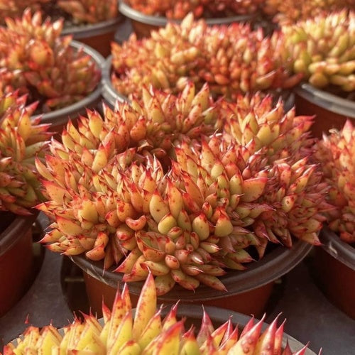 Echeveria agavoides ‘Corderoyi’.Cristate (12cm Pot) - Succulent